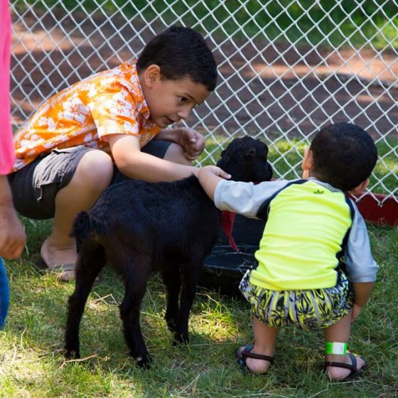 eidfest-2017-petting-zoo0-1